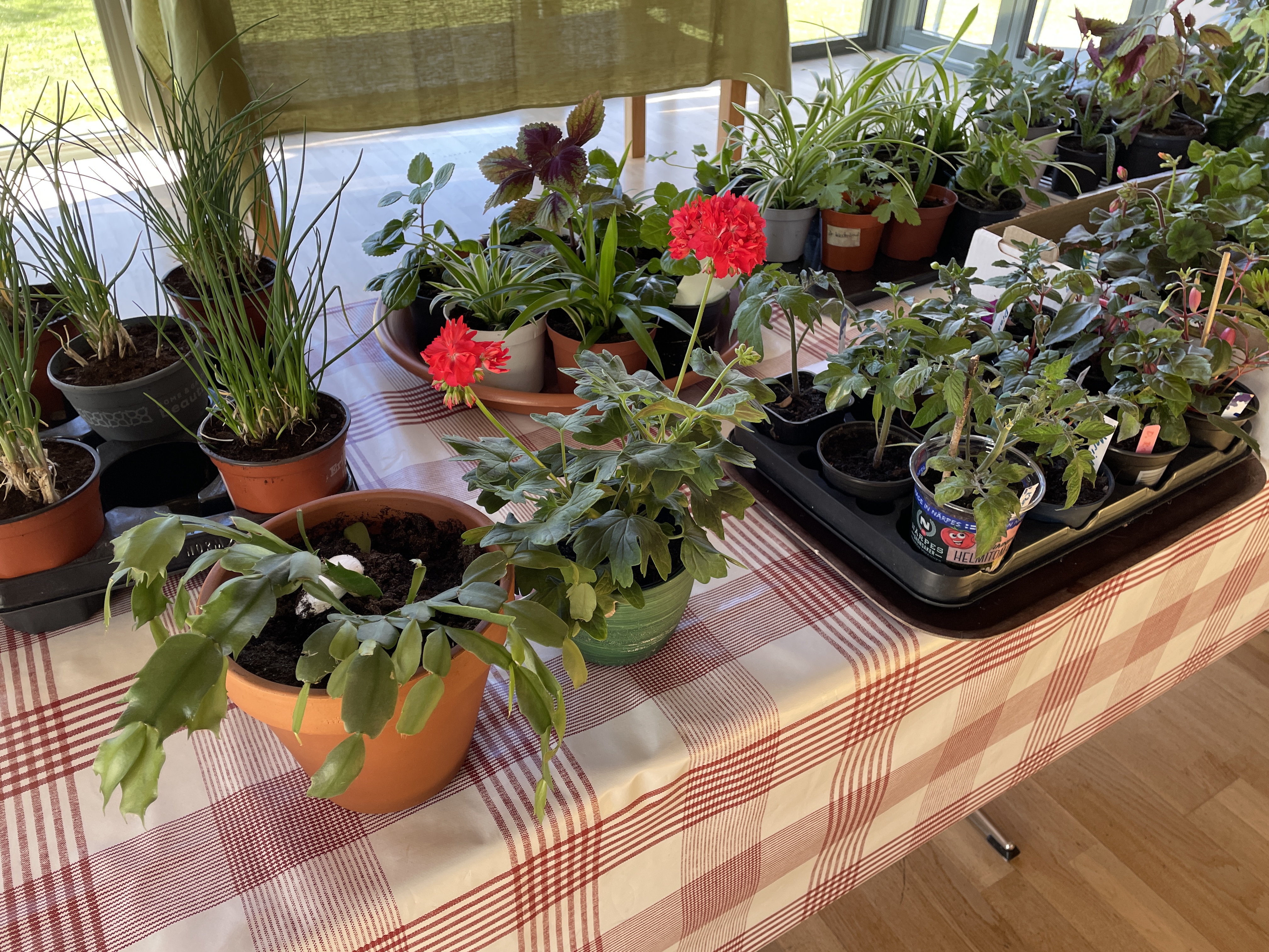 Blomskottsauktion Växter